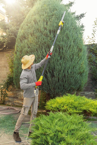 Tree and Shrub Care in Independent Hill, VA